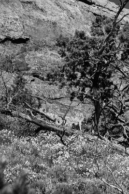 Utah19-2-0862bw