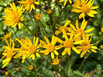 03-10 Giant or Golden ragwort 4223