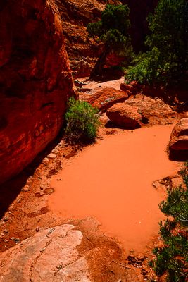 Muddy water hole Utah19-2-0926