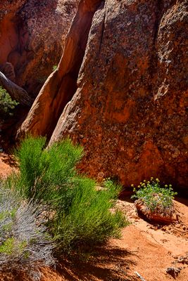 Textures and Light Utah19-2-0929