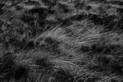 06 12 At the ring fort Grianan of Aileach 4990bw