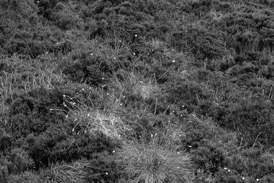 06 12 At the ring fort Grianan of Aileach 4991bw