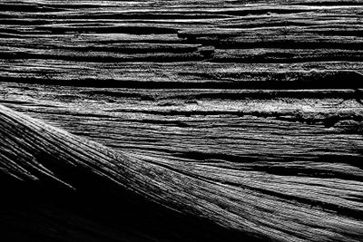 05-02 Juniper bones Utah19-2-0938