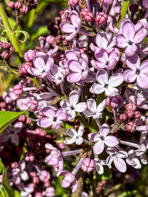 2024 03 29 Lilac i4726