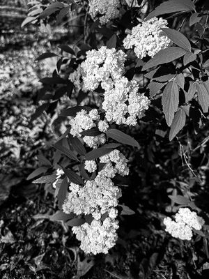 g13/31/528631/3/174482890.62b5b5ed.JPEG