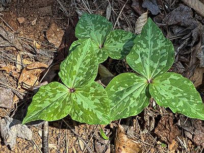 Three by three - Trilliums i4344