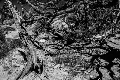05 02 Utah19-2-0962-2bw