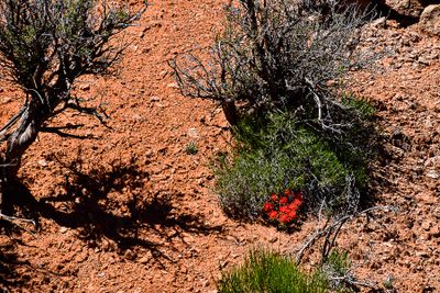 05 02 Claret cup cactus Utah19-2-0965
