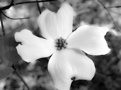 2024 03 31 Dogwood 4770bw