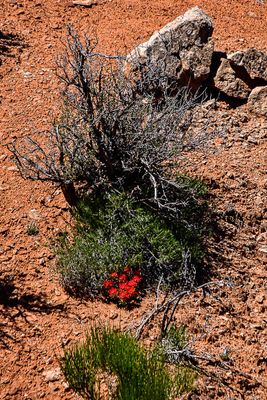 05 02 Claret cup cactus Utah19-2-0966