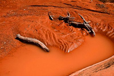 After desert rain - Utah19-2-0975