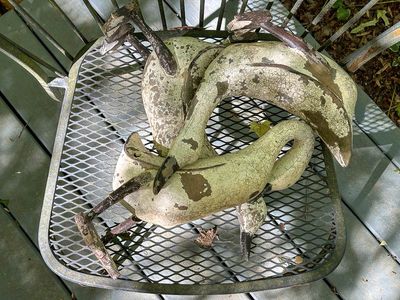 2024 04 13 Dead ducks i4997