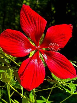 2023 08 12 Swamp hibiscus i9795