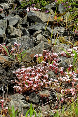 06 13 At Giants Causeway - 5047