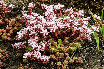 06 13 At Giants Causeway - 5050-2vhcr