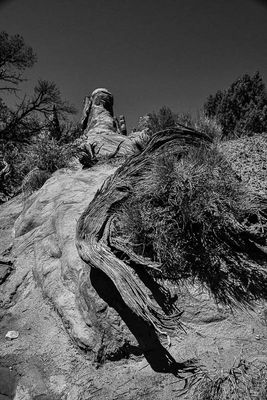 Utah19-2-1021-2bw