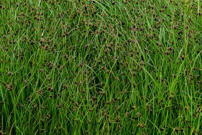 06 13 Sedges - At Giants Causeway - 5067