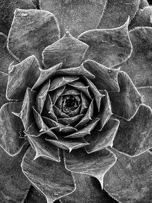 g13/31/528631/3/174557567.54511275.JPEG
