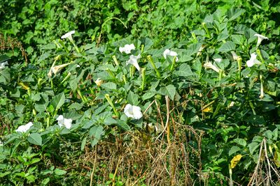 Solanaceous roadside weeds India-2-1871
