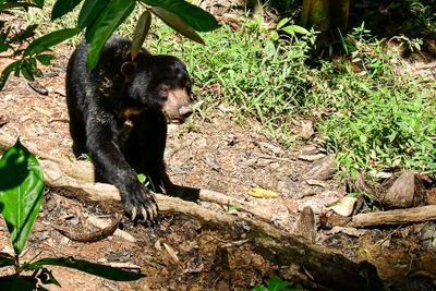 Bornean Sun Bear Conservation Centre