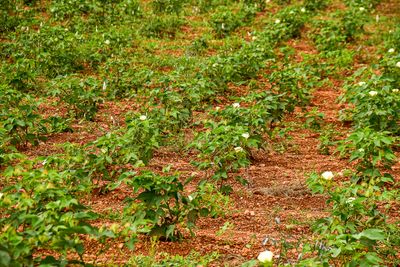 Thin, weedy cotton stand India-2-1924