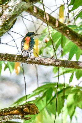 08 25 Orange-bellied Flowerpecker 4056