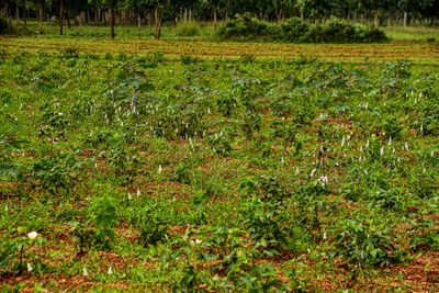 More weeds than cotton India-2-1927
