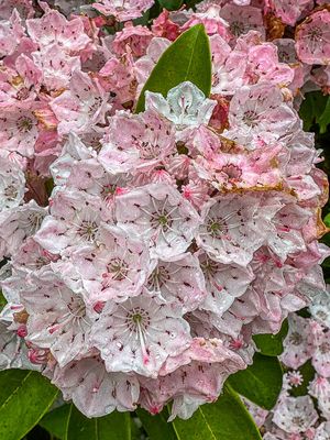 2024 06 06 Mountain laurel i5803
