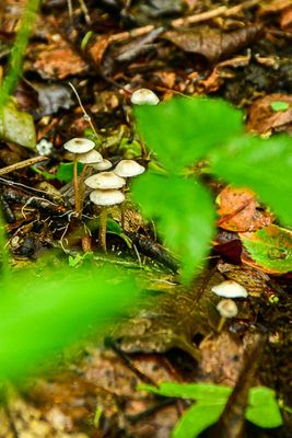 2024 06 06 Tiny mushrooms 0328