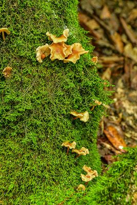 2024 06 06 Fungus and moss 0333