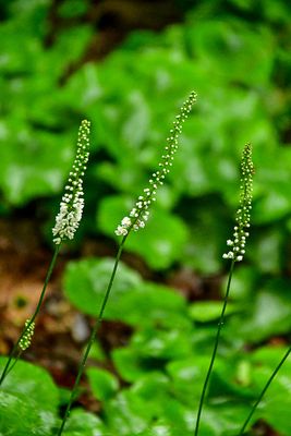 2024 06 06 Galax 0342