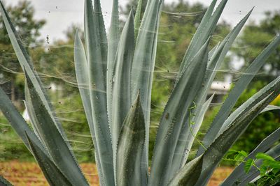 Spider webs on agave India-2-1944