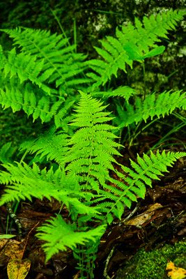 2024 06 06 Ferns 0349