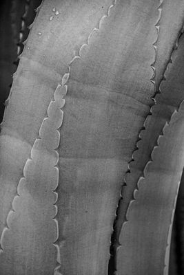g13/31/528631/3/174675383.1f39d493.JPEG