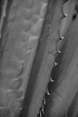 Agave India-2-1959-2bw