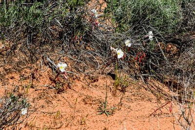 An evening primrose Utah19-2-1084