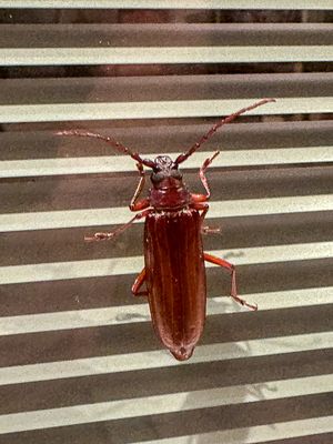 2024 07 01 Orthosoma brunneum i6565