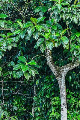 08 25 Edge of the jungle 4121