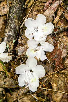 07 01 Rododendron flowers 6036