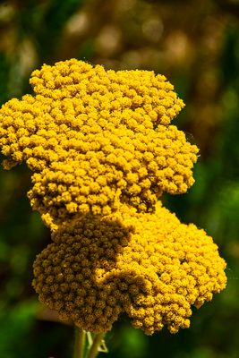 07 18  Yellow yarrow 7553