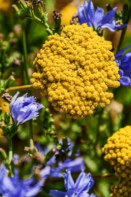 07 18  Yellow yarrow 7554