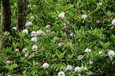 07 01 Rhododendrons 6123