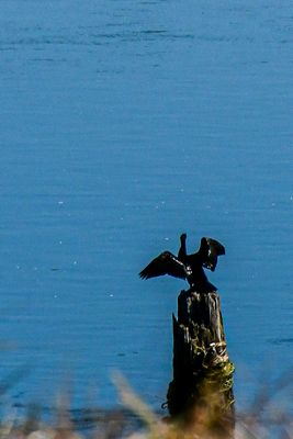 07 18 Anhinga on the Columbia River 7520
