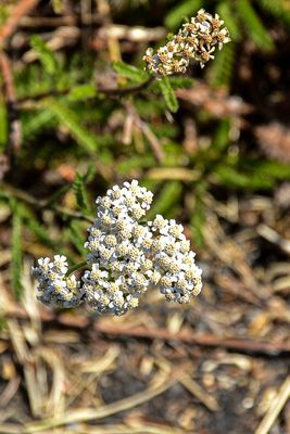 07 18 Common yarrow 7540