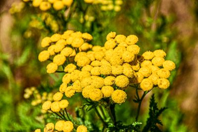07 18 Common tansy 7546