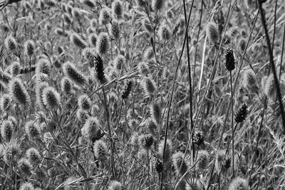 g13/31/528631/3/174888199.1dfb2964.JPEG
