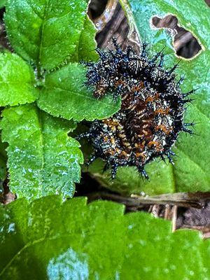 2024 08 23 Buckeye caterpillar i9852