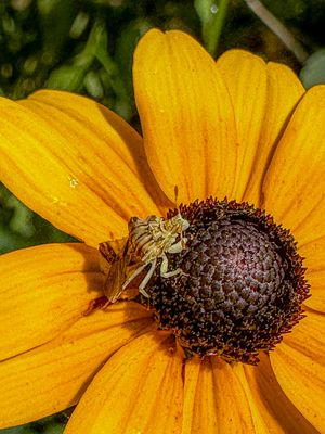 2024 08 28 Ambush bug lying in wait i9941