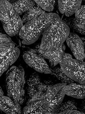 08 25 Diffenbachia 0403bw