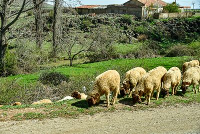 04 02 Grass where you find it Moroc-3856